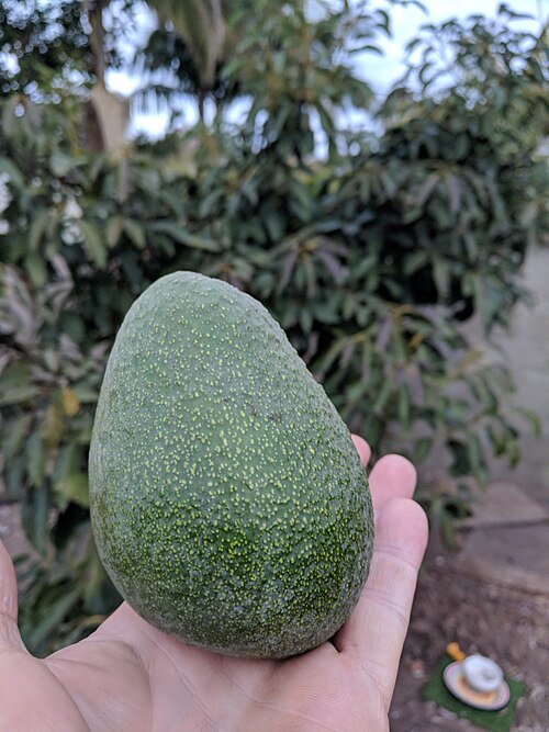 Fuerte avocados growing on an HOC farm tree