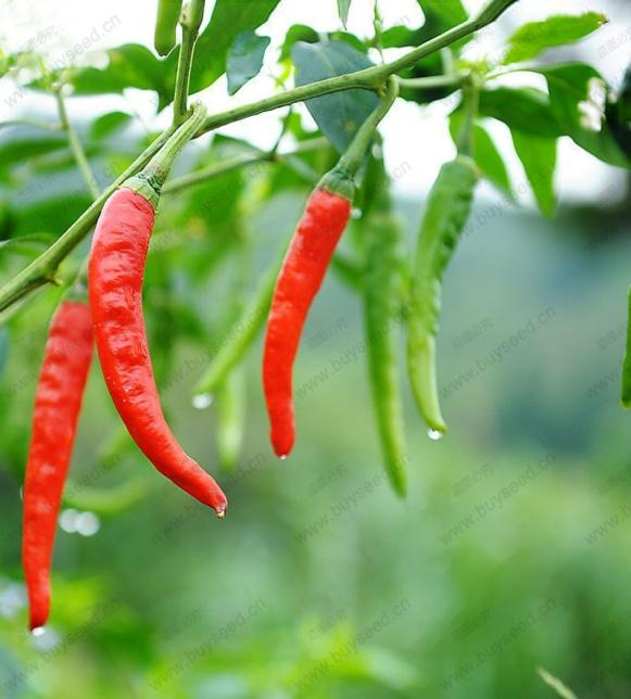A basket of freshly picked red and yellow HOC chillies in the field